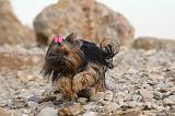 YORKSHIRE TERRIER 397